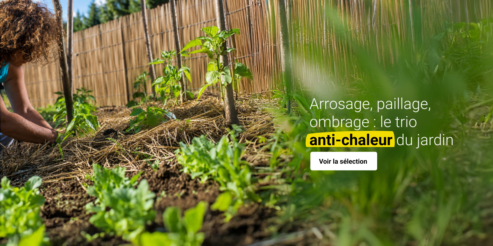 Solutions anti-chaleur au jardin : arroser, pailler et ombrager efficacement