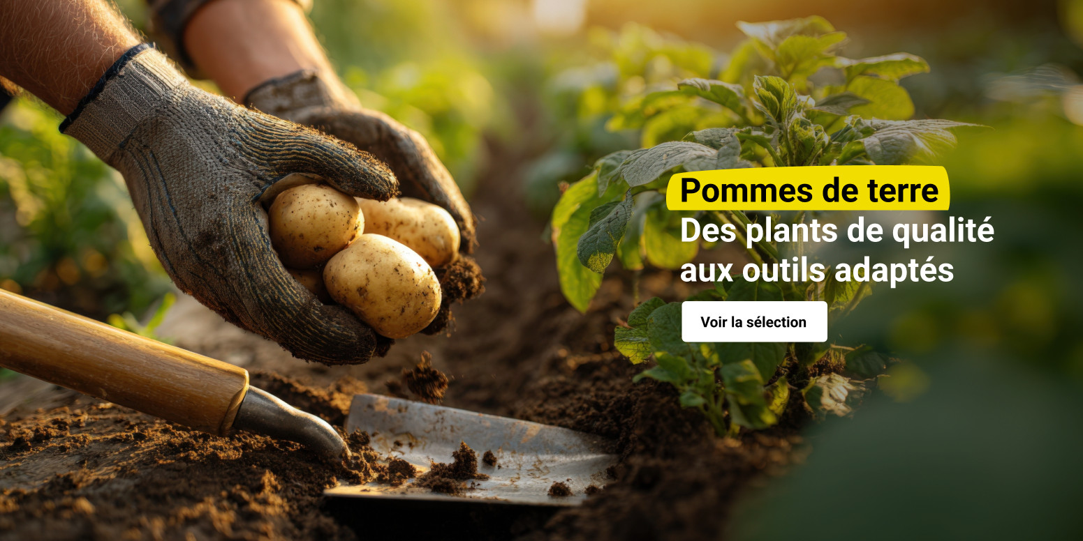 S3 - POMMES DE TERRE