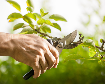 Quels sont les outils de taille des arbustes et comment les choisir ?