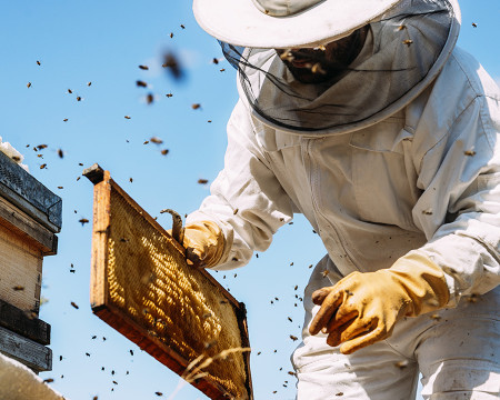 Récolte du miel : un guide étape par étape pour les apiculteurs 🐝