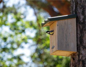 Offrez un havre de paix aux oiseaux de la nature