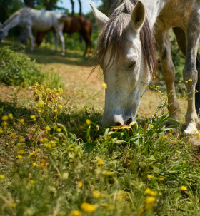 Catalogue Le printemps agricole