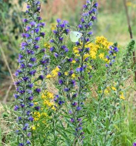 Transformez votre jardin en havre de biodiversité