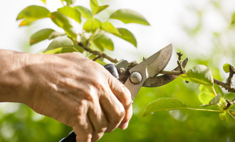 Quels sont les outils de taille des arbustes et comment les choisir ?