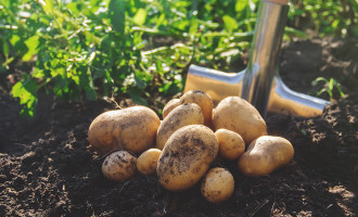 Comment et quand faire une culture de pomme de terre ?
