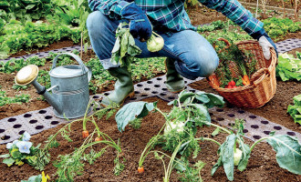 Comment faire un potager Bio et cultiver ses légumes sans engrais chimiques ?