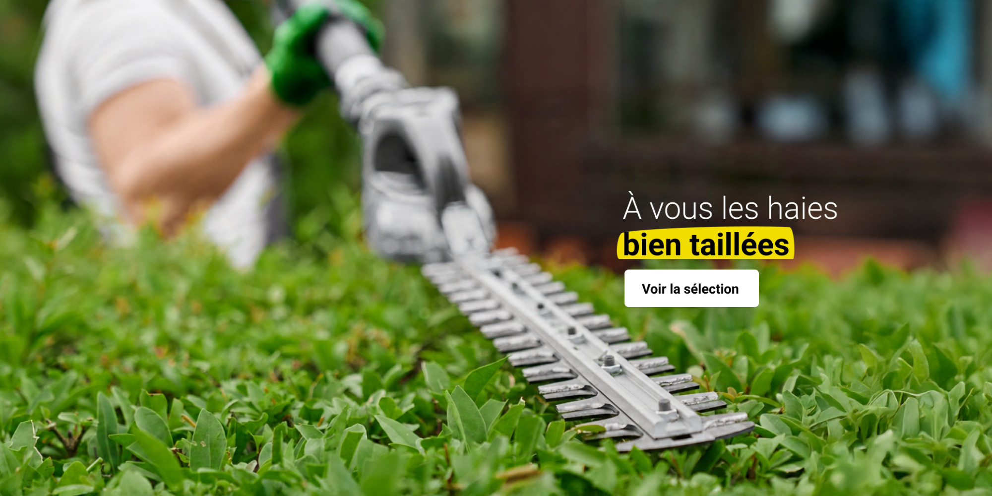 Taille-haie coupant une haie