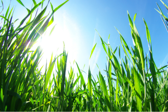 Différences entre semis complet et regarnissage sur pelouse