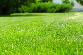 Comment réduire votre consommation d'eau sans négliger le gazon et les  plantes dans la cour